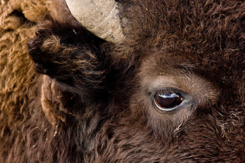 Bison Head Detail